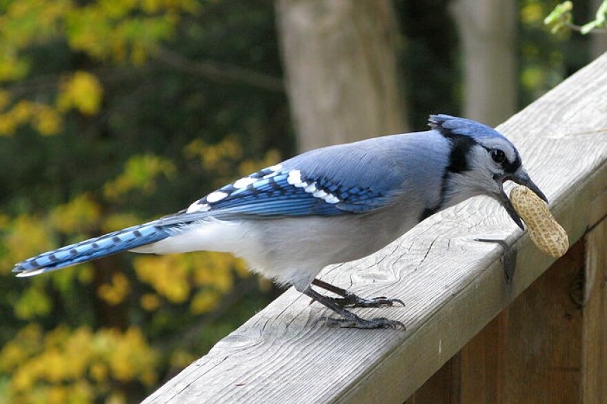 A Blue Jay (Cyanocitta cristata) with a peanut in its beak.