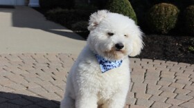 Teddy is the newest employee of Arlington Memorial Gardens in Springfield Township.