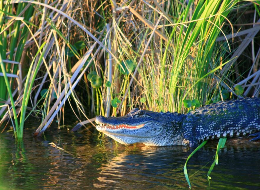 Chris O’Connor’s photo “Gator on the St. Johns,” which is featured in the Artist Naturalists in Florida: Then and Now exhibit. The photo is one of about 45 works featured at The Doris. Photo Courtesy of Mallory O’Connor.