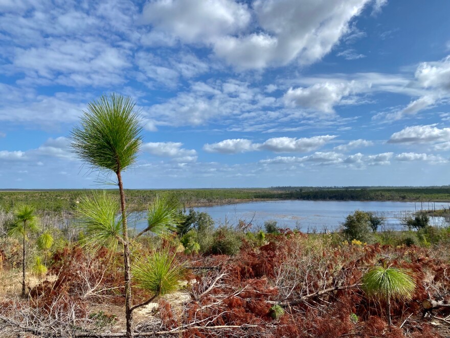 Panoramic photo of the Econfina bluffs as part of the Florida Trail, taken in December 2022.