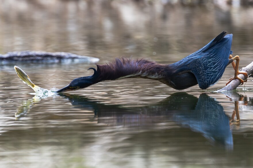 Just missed — A Green Heron narrowly misses a fish at Castlewood State Park on Sunday, August 3, 2025, in Ballwin, Missouri.