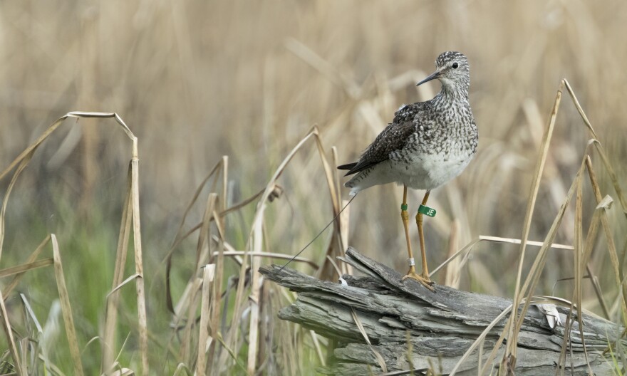A Lesser Yellowlegs with a lightweight GPS transmitter band on its leg. (Zak Pohlen/U.S. Fish and Wildlife Service)