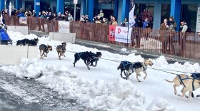 dog team on urban street