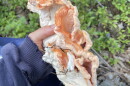 Chicken of the woods