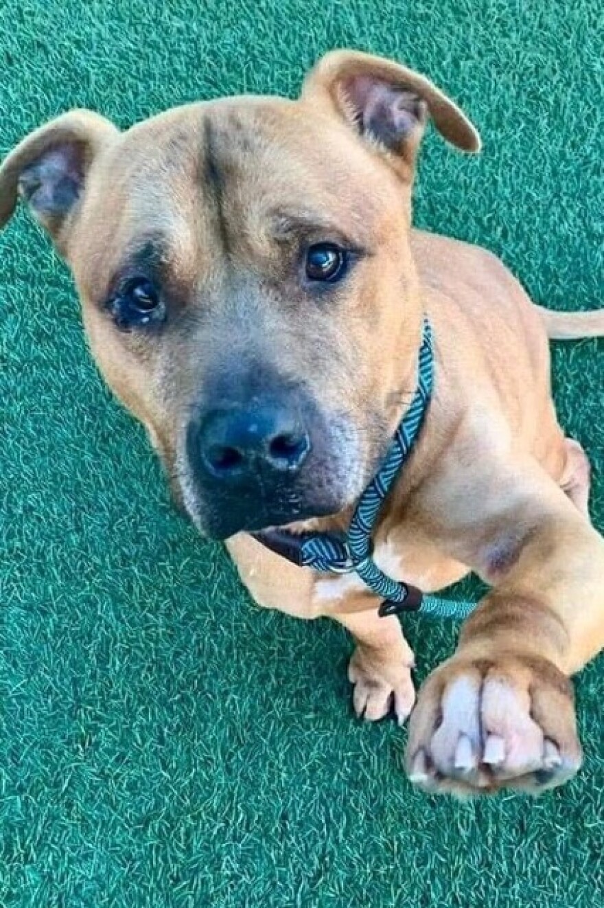 Pit bull rescue works to rehome dogs in crowded shelters