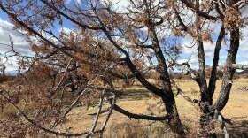 Dry Plants 2025 Alligator juniper
