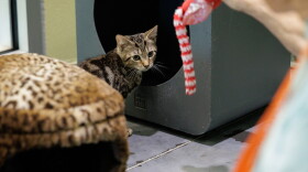 The Lake County Animal Shelter is hosting a "Catinee" on October 31 at 10am. The shelter is showing the 1960 classic "Little Shop of Horrors" and encouraging the public to mingle with adorable, adoptable kittens.