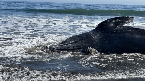 A gray whale washed ashore dead on Surfer's Beach the weekend of July 11