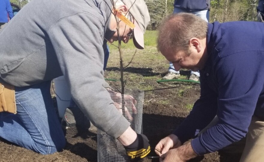 Tending to an apple tree.