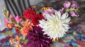 A variety of dahlia blooms in a vase