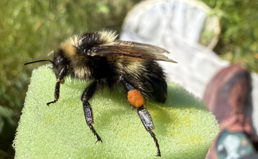 Bumblebee in Unalaska with a hind-leg pollen basket that is full.