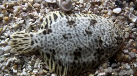 Summer flounder lie flat on the bottom, blending with their surroundings, while waiting for a meal to come along.
