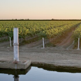 A vineyard in Fresno County