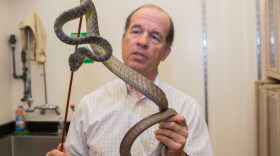 UC Biologist Bruce Jayne with a brown tree snake.