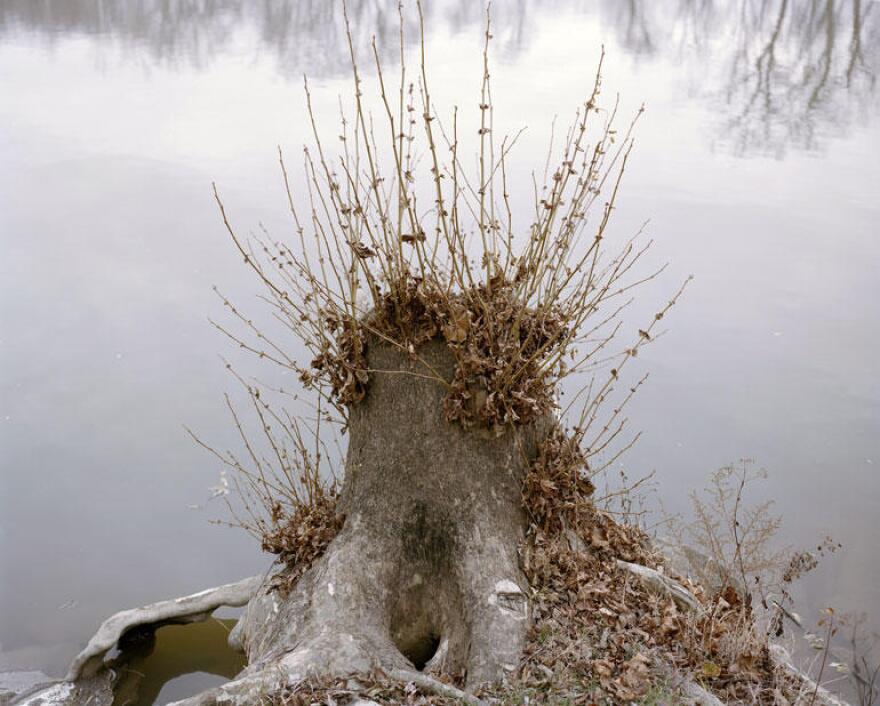 Stump_0.jpg