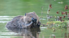 American Beaver (Cheena River, Fairbanks, Alaska)