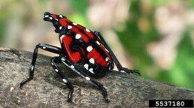 Spotted lanternfly nymph.