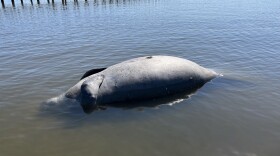 Officials with the NC State University Center for Marine Sciences and Technology (CMAST) say the body of the 1,000 pound male Florida manatee was found near Gales Creek.