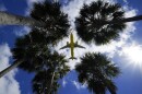 airplane in sky photographed surrounded by the tops of palm trees and the sunburst shining on right side of the frame 