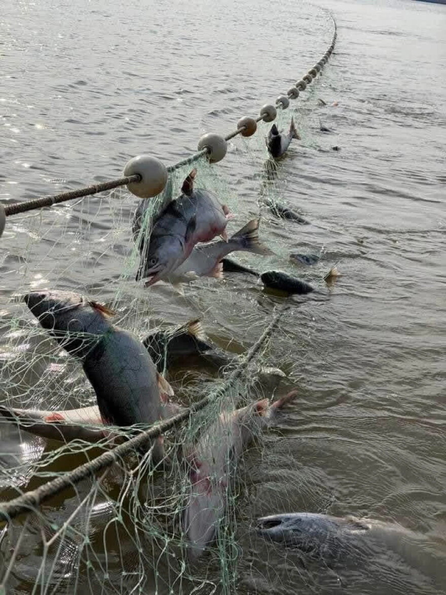 Kotzebue Sound chum in a commercial fishing net