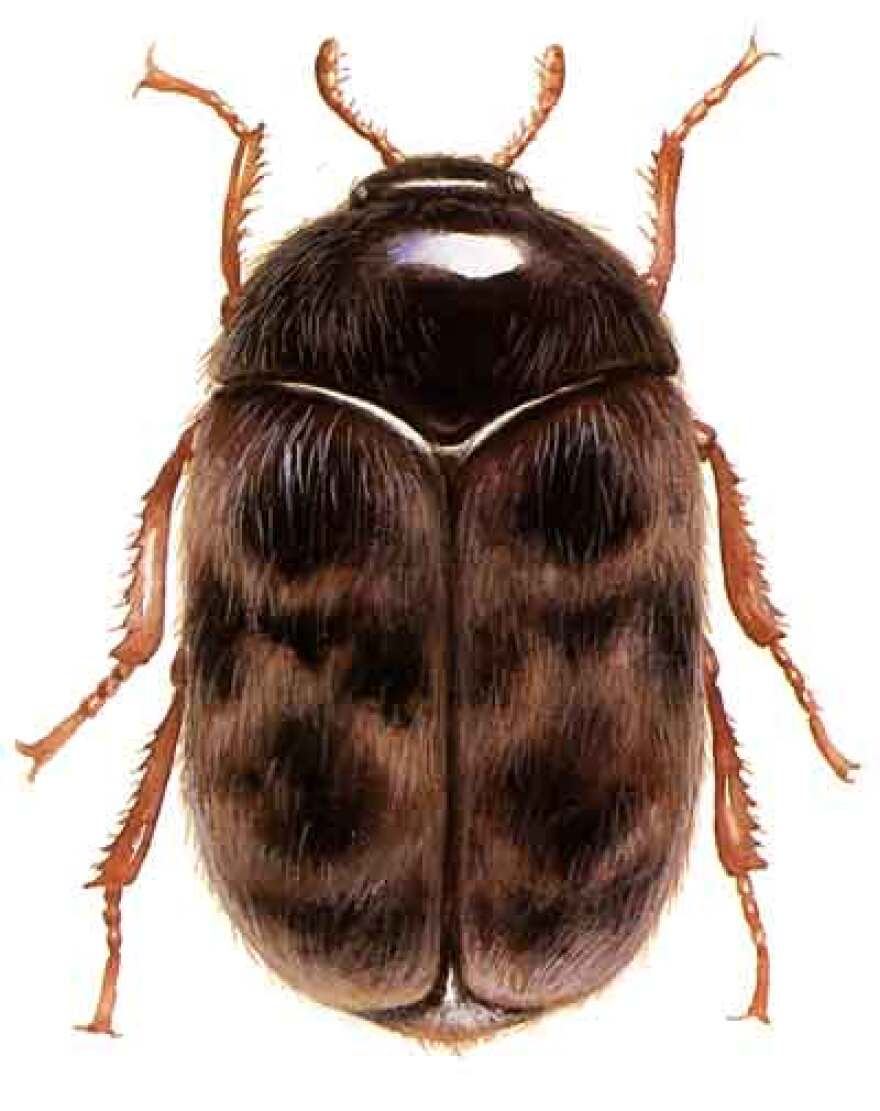 Khapra beetle image