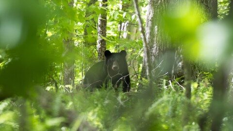 A black bear in New York's wilderness