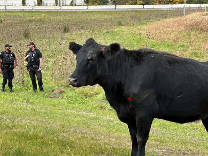 A black cow standing in grass in front of two police officers