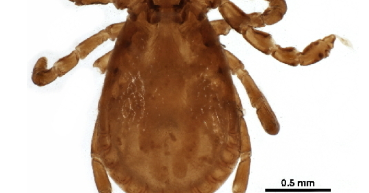 Researchers discover new bacteria in rabbit ticks in Maine | Maine Public