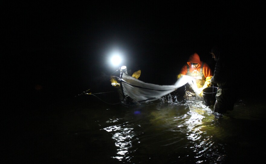 The team empties the nets of debris at 20-minute intervals, then takes those samples to a tent to inspect for whitefish. (Photo: Ellie Katz/IPR News)