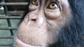 Yabien, a three-year-old chimpanzee at the Limbe Wildlife Centre in Cameroon