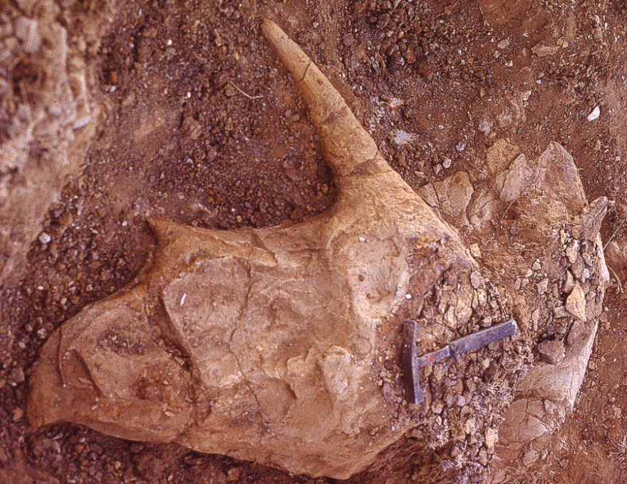 Pops the triceratops was excavated in Weld County in February 1982.