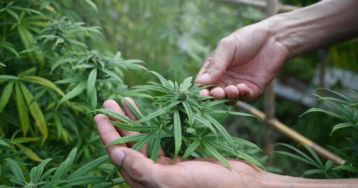 Florida's secretary of state pushes back in lawsuit over recreational pot petitions