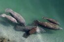 Manatees swimming in the water