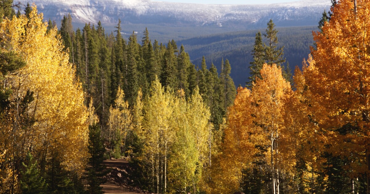 Ashley National Forest Forest Revision Plan Utah Public Radio