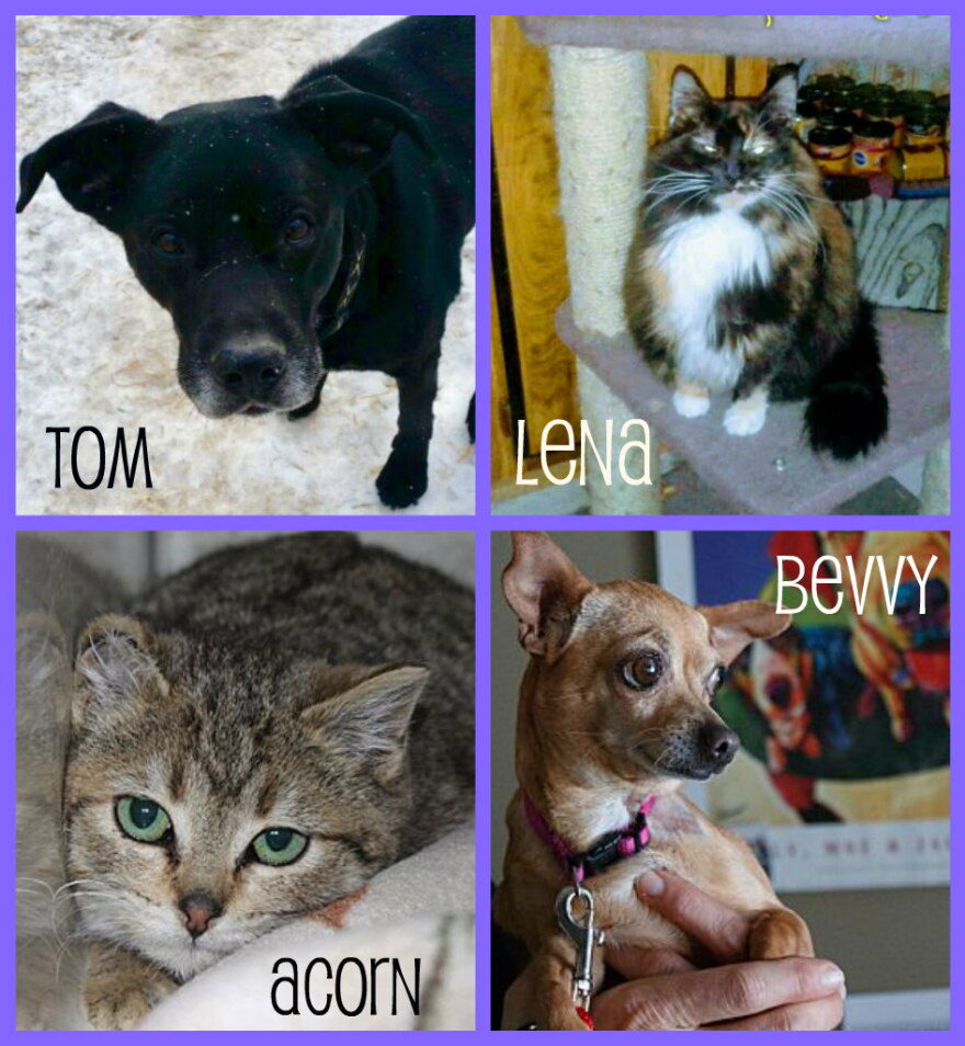 Forever Home Pets