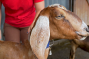 West Place Animal Sanctuary rescues injured and abused farm animals.