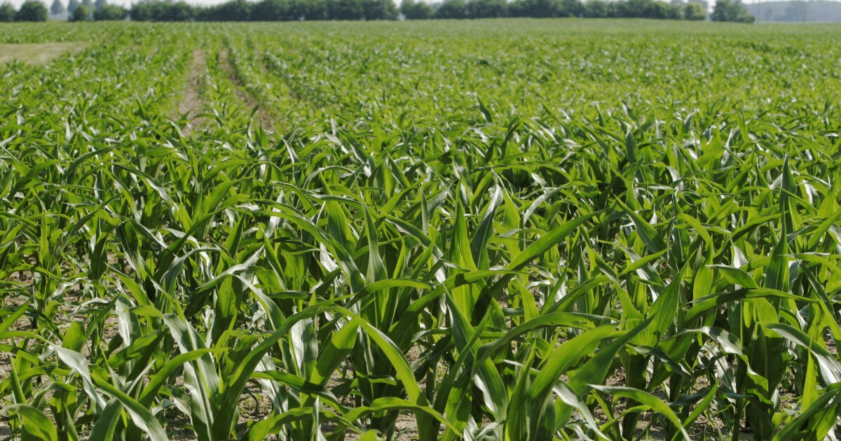'Corn sweat' drives up humidity in Ohio as midsummer heat wave hits Midwest region