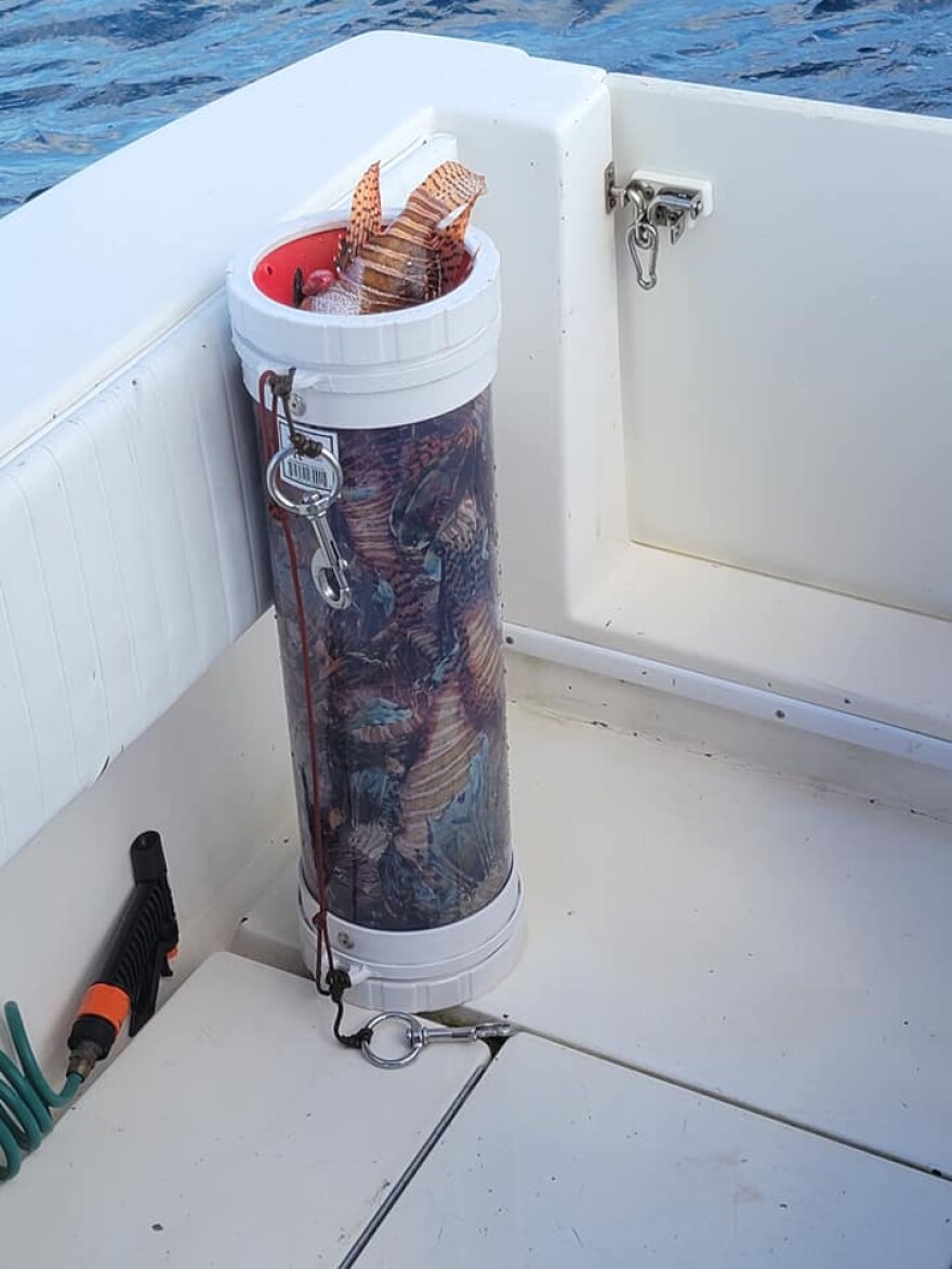 A clear plastic tube called a Zookeeper containing 42 lionfish 