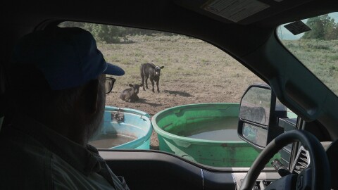 Scott Snyder checks to see how much water his cows have, July 16, 2026 near Montrose, Colo.