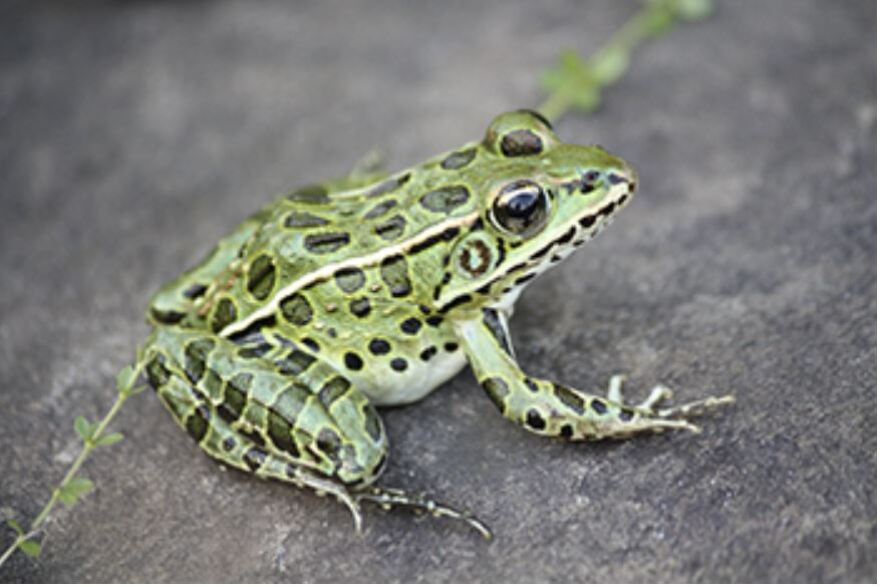 A Northern Leopard Frog.