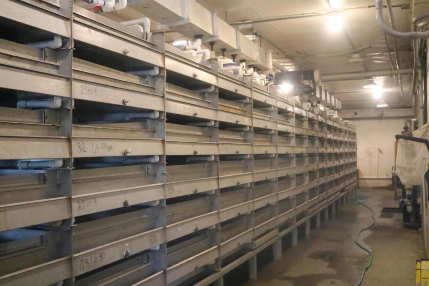 A row of incubators at the Tutka Bay Lagoon Hatchery. (Photo by Aaron Bolton/KBBI)