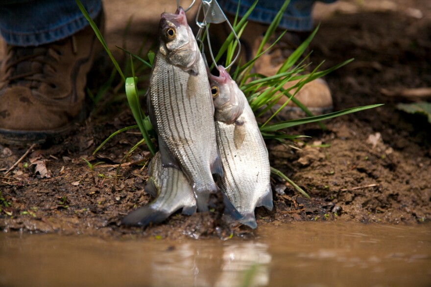 On The Run: Catch White Bass Spawning Up The Coosa - Georgia