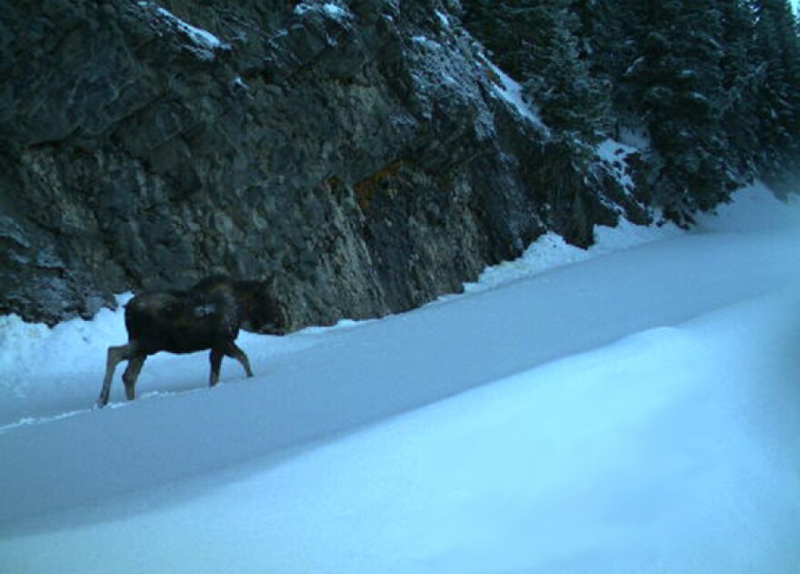 A lone moose walks through the snow near boulders in the background.