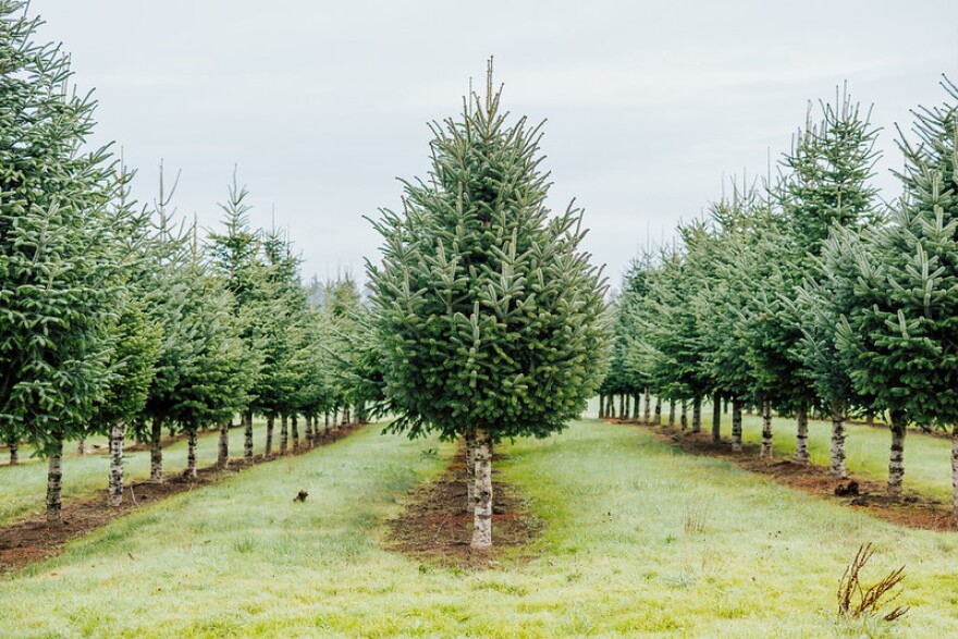 Christmas tree crop at research farm.