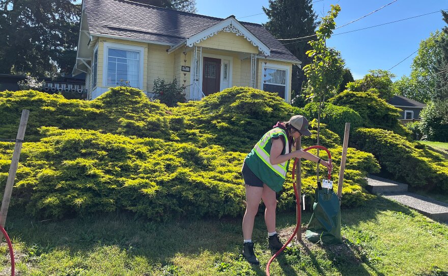 Jaala Smith, a planting coordinator with the Tacoma Tree Foundation, fills a water bag around a tree in South Tacoma. All summer, the Tacoma Tree Foundation will water the neighborhood's roughly 80 trees, planted earlier this year, to ensure they thrive.