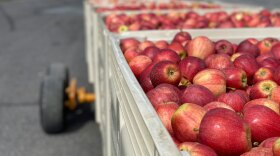Apples-on-bin-carts_Credit_Terra-Slaybaugh-in-Unsplash
