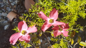 Three pink dogwood blossoms