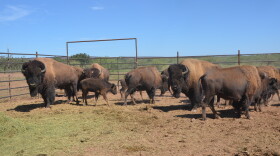 This herd of American bison will become the first to roam in the Mexican state of Sonora is around two centuries.