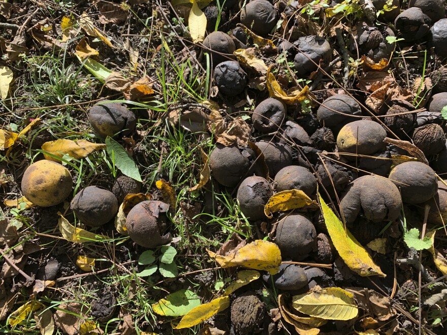 Black walnuts, which look like small green balls with black spots, sit on the grass among yellow leaves. 