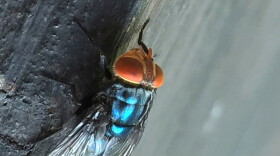 FILE - An adult New World screwworm fly sits in this undated photo.
